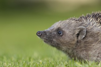 European hedgehog (Erinaceus europaeus) adult animal on a garden grass lawn, Suffolk, England,