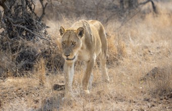 Lion (Panthera leo), adult female, walking through dry grass, African savannah, Kruger National