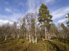 Heath and mixed Hairy Birch (Betula pubescens) and Pine trees (Pinus sylvestris), Pokka, May,