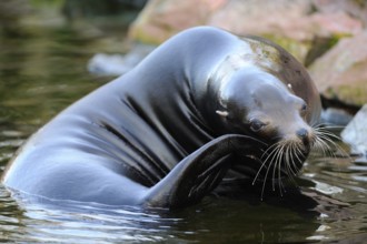 A sea lion relaxes on the shore and scratches itself, California sea lion (Zalophus californianus),