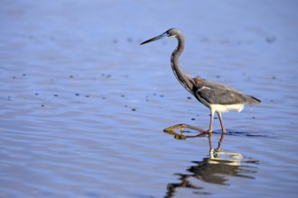 Tricoloured Heron (Egretta tricolor), adult, in the water, foraging, Merritt Island, Black Point