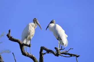 Wood stork (Mycteria americana), adult, pair, perch, St. Augustine, Florida, USA, North America
