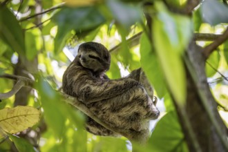 Brown-throated sloth (Bradypus variegatus) sitting in a tree, Cahuita National Park, Costa Rica,