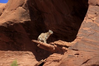 Cougar (Felis concolor), adult, rocks, alert, vigilant, Monument Valley, Utah, USA, North America