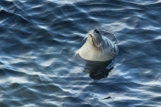 Harbor seal, phoca vitulina vitulina. Seal floating in the sea and watching. Head above the water.