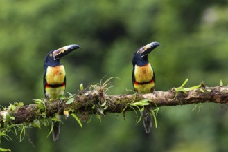 Collared Aracari (Pteroglossus torquatus), Toucans (Ramphastidae), Laguna del Lagarto Lodge,
