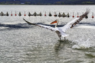 Dalmatian Pelican (Pelecanus crispus) flying away, wings spread, Lake Kerkini, Lake Kerkini,