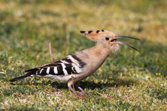 Hoopoe (Upupa epops) swallowing griffon, foraging, Canary Islands, Gran Canaria, Spain, Europe