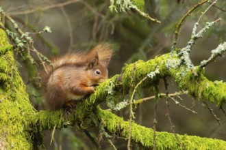 Red squirrel (Sciurus vulgaris) adult animal on a tree branch, Yorkshire, England, United Kingdom,
