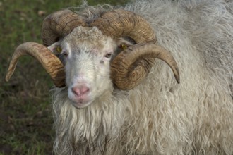 Portrait of a male moorland snook with horn (Ovis aries), Rehna, Mecklenburg-Western Pomerania,