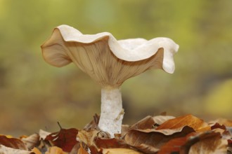 Foggy grey funnel mushroom or fog cap (Lepista nebularis, Clitocybe nebularis), North