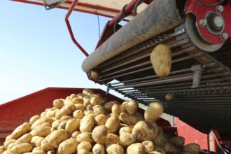 Agriculture potato harvesting with harvester (Mutterstadt, Rhineland-Palatinate)
