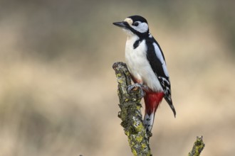 Great spotted woodpecker (Dendrocopos major), Austria, Upper Austria, Europe