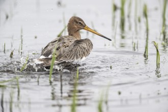 Black-tailed godwit (Limosa limosa), bathing, Lower Saxony, Germany, Europe