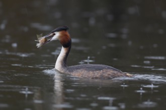 Great crested grebe (Podiceps cristatus) adult bird on a lake with a Bullhead fish in its beak,