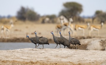 Helmeted guinea fowl (Numida meleagris), group at the waterhole, Nxai Pan National Park, Botswana,