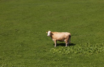 Cow in a meadow on the Alpbichlalm, Osterhorngruppe, Salzkammergut, Salzburg province, Austria,
