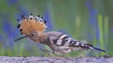 Hoopoe (Upupa epops) Bird of the Year 2022, female in search of food, raised canopy, golden hour,