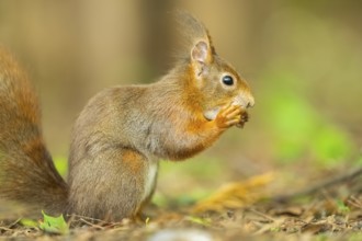 Red squirrel (Sciurus vulgaris) in a forest, Bavaria, Gernany