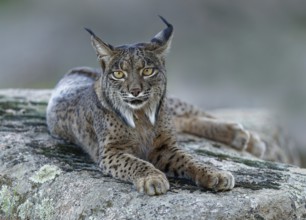 Lynx (Lynx pardinus), portrait, evening, forest, Andalusia Spain