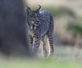 Lynx pardinus, Castilla-La Mancha, Spain, Europe
