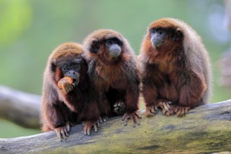 Coppery titi (Plecturocebus cupreus, Syn.: Callicebus cupreus), three coppery titi, group, feeding,