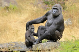 Western gorilla (Gorilla gorilla), adult, female, with young, sitting, on ground
