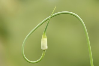 Garlic (Allium sativum), flower bud, North Rhine-Westphalia, Germany, Europe