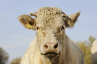 Charolais cattle (Bos primigenius taurus), portrait, North Rhine-Westphalia, Germany, Europe