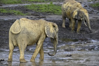 African forest elephants (Loxodonta cyclotis) in the Dzanga Bai forest clearing, Dzanga-Ndoki