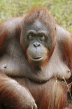 Bornean orangutan (Pongo pygmaeus), female, captive, occurring on Borneo