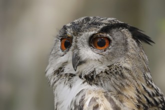 Eurasian eagle-owl (Bubo bubo), portrait, captive, North Rhine-Westphalia, Germany, Europe