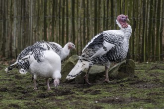Cröllwitz turkeys (Meleagris gallopavo f. domestica), Tierpark Nordhorn, Lower Saxony, Germany,