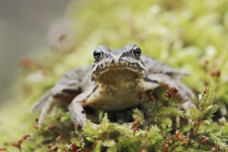 Common frog (Rana temporaria), North Rhine-Westphalia, Germany, Europe