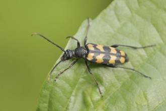 Four-banded narrow-legged ram (Leptura quadrifasciata, Strangalia quadrifasciata), female, North