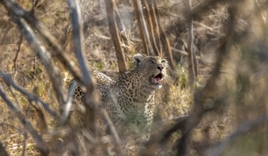 Leopard (Panthera pardus) between dense bushes, adult, Kruger National Park, South Africa, Africa