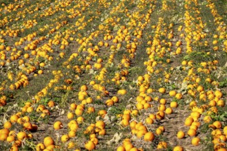 Pumpkin field, ripe pumpkins, shortly in front of harvest, near Neuss, North Rhine-Westphalia,