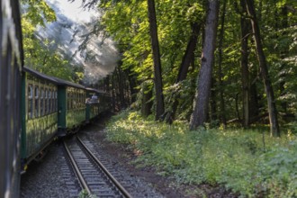 A steaming train travels through a green, shady forest, rays of sunlight penetrate the foliage,