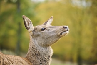 Red deer (Cervus elaphus) hind, portrait, on a meadow, Bavaria, Germany, Europe