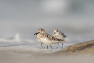 Sanderling (Calidris alba) feeding on a beach. Camaret sur mer, Crozon, Finistere, Brittany,