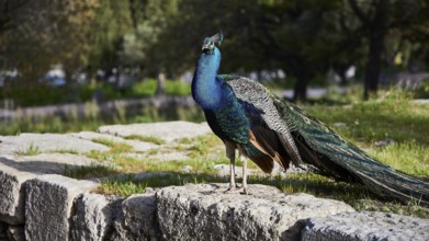 A colourful peafowl (pavo) stands on ancient stone ruins in the green, Filerimos, hill not far from