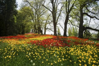 Park and flower meadow with colourful tulips, Mainau Island, Lake Constance, Baden-Württemberg,