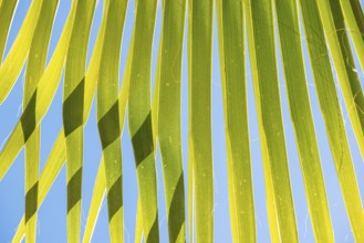 Sunlit palm leaf with shadow play of the leaves and leaf veins, cloudless blue sky in the