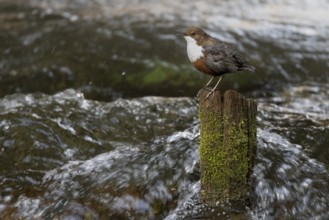 White-throated Dipper (Cinclus cinclus) singing on an old wooden pole in the water, Austria, Upper