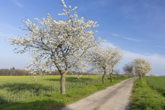 Cherry tree avenue (Prunus) in bloom, Klipphausen, Saxony, Germany, Europe