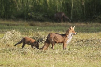 Red fox (Vulpes vulpes) female with young on a mown meadow, Allgäu, Bavaria, Germany Allgäu,
