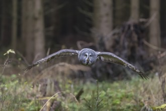 One great grey owl (Strix nebulosa) flying through a spruce forest