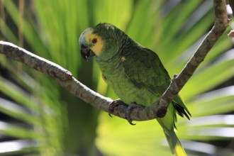Yellow-headed Amazon (Amazona oratrix), adult, on wait, on tree, Central America, Central America