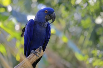 Hyacinth Macaw (Anodorhynchus hyacinthinus), adult on wait, Pantanal, Brazil, South America