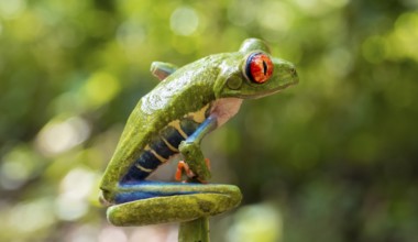 Red-eyed tree frog (Agalychnis callidryas), sitting on a branch, Heredia province, Costa Rica,
